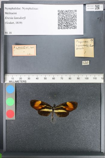 Media type: image;   Entomology 100886